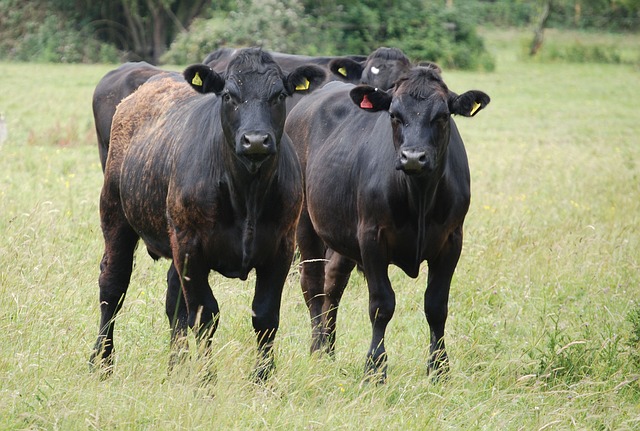 Cattle Terminology - Life Out In The Country